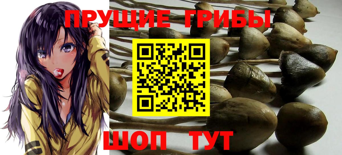 Псилоцибиновые грибы Cubensis Мариинск